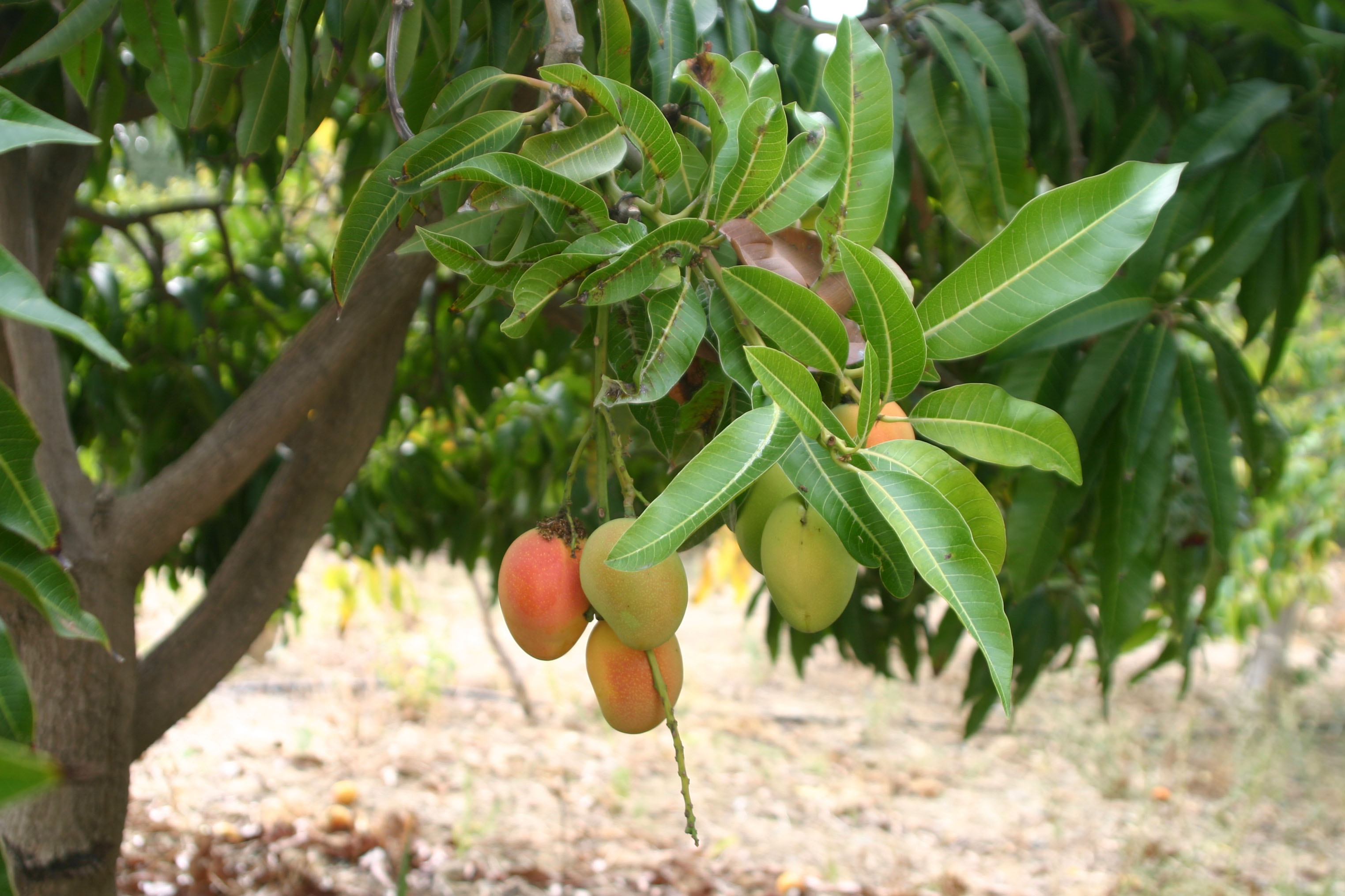 Mango